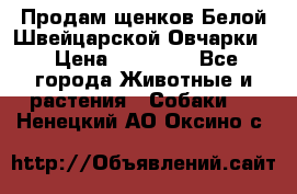 Продам щенков Белой Швейцарской Овчарки  › Цена ­ 20 000 - Все города Животные и растения » Собаки   . Ненецкий АО,Оксино с.